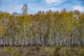 Lots of birch trees in the Drover Heide nature reserve