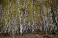 Lots of birch trees in the Drover Heide nature reserve