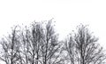 Lots of birds on tree branches on a white background