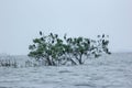 Lots of black color birds sitting on flooded tree in lake of Sunamganj, Bangladesh Royalty Free Stock Photo