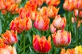 Lots of blooming pink-red tulips. Royalty Free Stock Photo