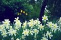 Lots of blooming white daffodils. Royalty Free Stock Photo