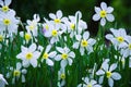 Lots of blooming white daffodils. Royalty Free Stock Photo