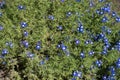 Lots of blue flowers of Veronica armena Royalty Free Stock Photo