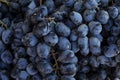 Lots of blue grapes on the market counter. Vitamins and health foods from nature in the season of colds. Close-up Royalty Free Stock Photo