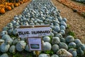 Lots of Blue Hubbard Squashes also called New England Blue Hubbard, one of them is really huge. The picture was taken on a