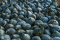 Lots of Blue Hubbard Squashes also called New England Blue Hubbard, one of them is really huge. The picture was taken on a