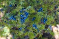 Lots of blue Juniper berries on the tree Royalty Free Stock Photo