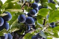 Lots of blue ripe plums among the leaves, photographed under the branch