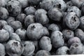 Lots of blueberries close up. Useful berries to strengthen immunity