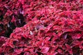 Lots of bordo leaves of Origanum vulgare, commonly known as oregano, wild or sweet marjoram. Royalty Free Stock Photo