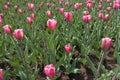 Lots of bright pink flowers and bud of tulip