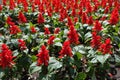 Lots of bright red flowers of Salvia splendens