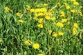 Lots bright yellow dandelions on the green lawn. lots yellow dandelions, floral background