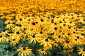 Lots of bright yellow Rudbeckia flowers on a sunny summer day Royalty Free Stock Photo