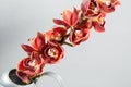 Lots of buds Orange brown orchid flower or Phalaenopsis orchid. Light gray background