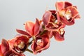 Lots of buds Orange brown orchid flower or Phalaenopsis orchid. Light gray background