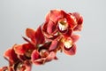 Lots of buds Orange brown orchid flower or Phalaenopsis orchid. Light gray background