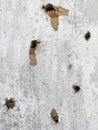 Lots of bullet holes in the painted wood plywood wall throughout the frame Royalty Free Stock Photo