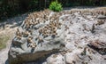 Lots of cairns on a rock