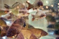 Lots of carp in the aquarium shop, fish close-up Royalty Free Stock Photo