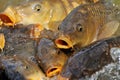 Lots of carp fish Royalty Free Stock Photo