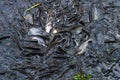 Lots of catfish in the canal float up to grab food from people who come to make merit and provide food at temples or various water