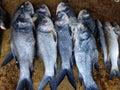 lots of catla carp fish arranged in line row for sale in Indian fish market big Indian catla carp HD Royalty Free Stock Photo