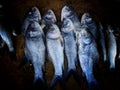 lots of catla carp fish arranged in line row for sale in Indian fish market big Indian catla carp HD Royalty Free Stock Photo