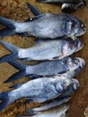 lots of catla carp fish arranged in line row for sale in Indian fish market big Indian catla carp HD Royalty Free Stock Photo