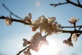 Lots of cherry blossoms on the young twig. The flowers can see the reproductive organs of the plant. It`s a beautiful sunny day