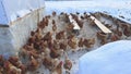 Chicken farm. Lots of chickens in winter Royalty Free Stock Photo