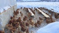 Lots of chickens in the winter. Poultry farm. Royalty Free Stock Photo