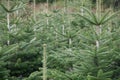 Lots of Christmas tree growing close together farmed green spruce Abies Fraseri Fraser Fir plant
