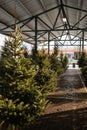 lots of christmas trees lined up near an outdoor area with lights on