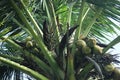 Lots of coconut fruit on tree