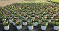 Lots of colored potted pansies ready for sale in the greenhouse at the end of winter