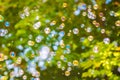 Lots of colored soap bubbles on a blurry background in nature. The concept of summer holidays with children, vacations, walks in Royalty Free Stock Photo