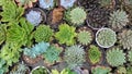 Lots of colorful cactus in the pot Royalty Free Stock Photo