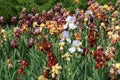 Lots of colorful flowers of bearded irises