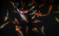 Koi fishes Royalty Free Stock Photo