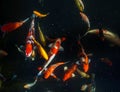 Koi fishes