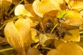 Details of yelow autumn leaves. Royalty Free Stock Photo