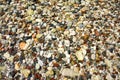 Lots of colorful pebbles from a sea shore for backgrounds Royalty Free Stock Photo