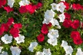 Lots of colorful petunia flowers