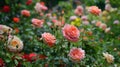 Lots of colorful roses in a garden created with Generative AI. Pink, red, yellow and orange. Royalty Free Stock Photo