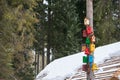 Lots of colorful wooden birdhouses on a tree against roof in snow Royalty Free Stock Photo