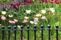 Lots of colourful tulips behind an iron fence. Royalty Free Stock Photo