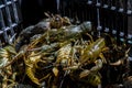 Lots of confiscated Danube crayfish in a box Royalty Free Stock Photo