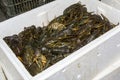 Lots of confiscated Danube crayfish in a box